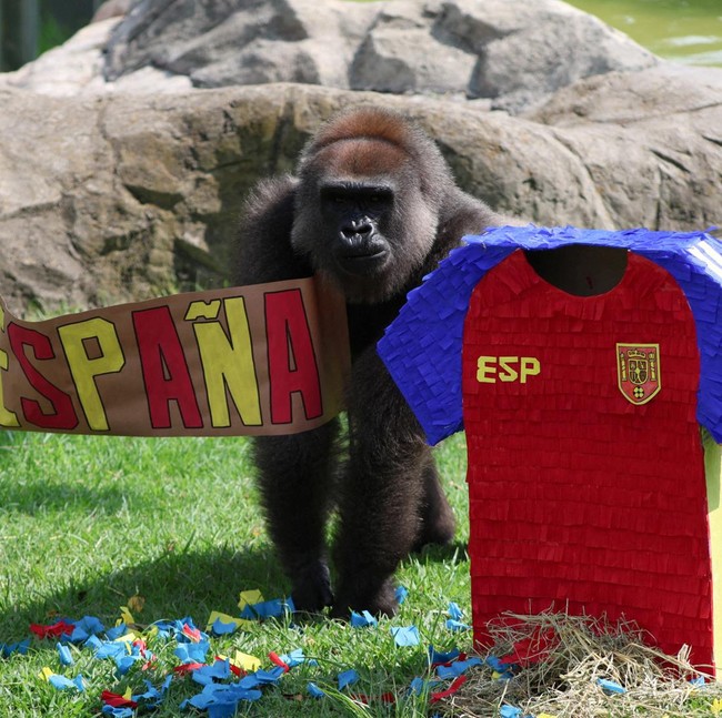 Adu Prediksi Satwa Jelang Piala Dunia, Gajah hingga Kapibara Pilih Tim Favorit