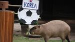 Adu Prediksi Satwa Jelang Piala Dunia, Gajah hingga Kapibara Pilih Tim Favorit