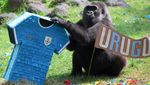 Adu Prediksi Satwa Jelang Piala Dunia, Gajah hingga Kapibara Pilih Tim Favorit