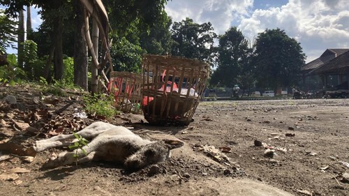 Anjing diduga rabies yang dibunuh warga karena mengigit warga di Terminal Pasar Galiran, Klungkung, Bali, Kamis (11/6/2026). (Fatih Kudus Jaelani/detikBali)