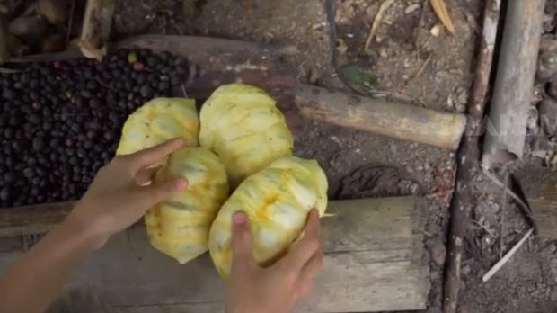 Buah Kepayang. (Tangkapan layar arsip liputan Jejak Si Gundul/Jejak Petualang Trans 7) Buah Kepayang. (Tangkapan layar arsip liputan Jejak Si Gundul/Jejak Petualang Trans 7)