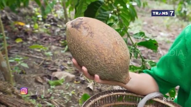 Buah Kepayang. (Tangkapan layar arsip liputan Jejak Si Gundul/Jejak Petualang Trans 7) Buah Kepayang. (Tangkapan layar arsip liputan Jejak Si Gundul/Jejak Petualang Trans 7)