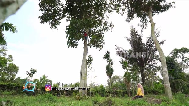 Buah Kepayang. (Tangkapan layar arsip liputan Jejak Si Gundul/Jejak Petualang Trans 7) Buah Kepayang. (Tangkapan layar arsip liputan Jejak Si Gundul/Jejak Petualang Trans 7)