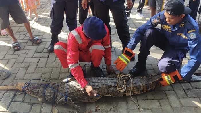 Seekor buaya 2 meter masuk permukiman di Kendari. Warga menangkapnya, dan tim Damkarmat melakukan evakuasi untuk memastikan keamanan.
