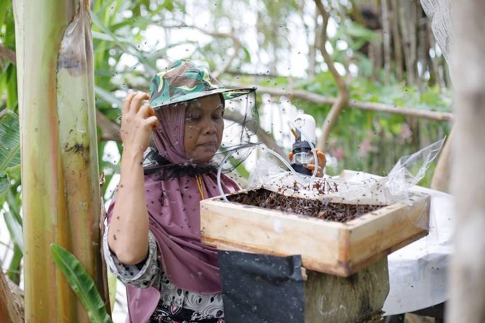Budidaya lebah trigona dalam program Sustainable Living Village (SLV) di Aceh Singkil, Aceh.