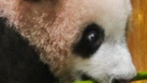 Video: Indonesia Dipuji China Terkait Konservasi Panda raksasa!