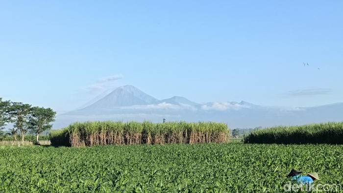 Gunung Semeru erupsi hingga 18 kali dengan ketinggian kolom abu mencapai 1.000 meter dari atas puncak gunung.