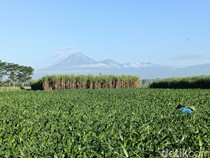 Gunung Semeru 18 Kali Erupsi, Tinggi Kolom Abu Capai 1.000 Meter