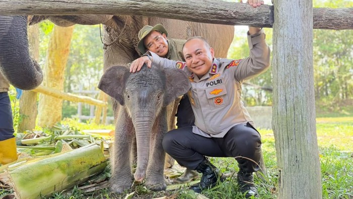 Kapolda Riau Irjen Herry Heryawan menamai anak gajah yang lahir di Tesso Nilo Nona Seroja, Kamis (11/6/2026).