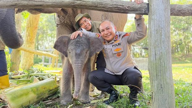 Kapolda Riau Irjen Herry Heryawan menamai anak gajah yang lahir di Tesso Nilo 'Nona Seroja', Kamis (11/6/2026).