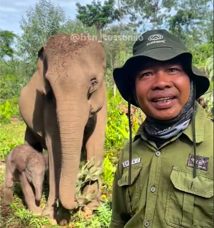 Kelahiran anak gajah Sumatera di Taman Nasional Tesso Nilo (TNTN) disambut gembira banyak pihak. Salah satunya sang pawang (mahout) gajah bernama Erwin. (dok TNTN)
