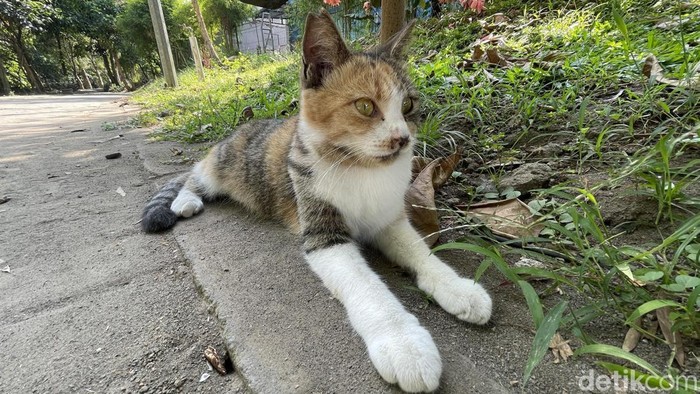 Kucing-kucing liar di Wisdom Park UGM. Foto diunggah Kamis (11/6/2026).