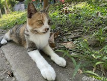 Kalau Benar Bikin Sedih, Dari Sinikah Asal Usul Kucing Liar Wisdom Park UGM?