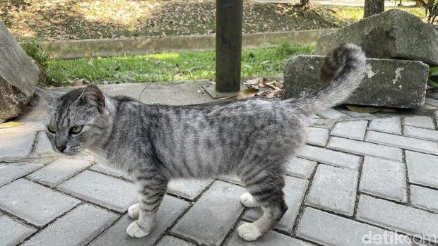 Kucing-kucing liar di Wisdom Park UGM. Foto diunggah Kamis (11/6/2026).