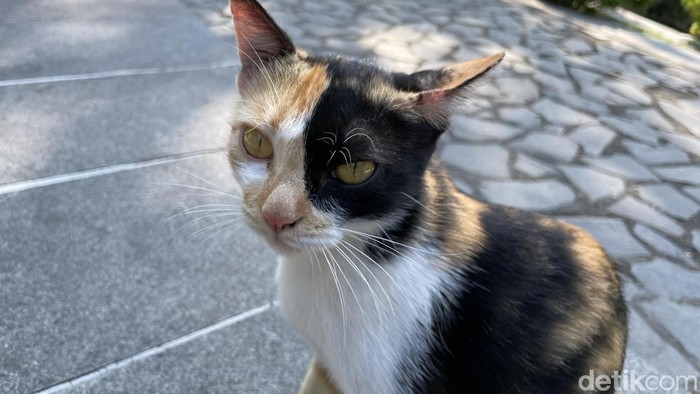 Kucing-kucing liar di Wisdom Park UGM. Foto diunggah Kamis (11/6/2026).
