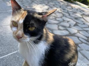 Kucing-kucing di Wisdom Park UGM Disebut Buangan, Begini Hasil Pantauan CCTV