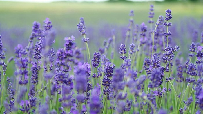 Lavender