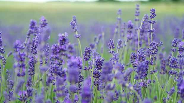 Lavender Lavender