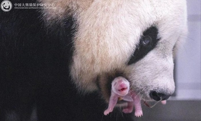 Panda raksasa Ai Bao berhasil melahirkan anak betina di Everland Resort, Korea Selatan