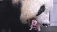 Kabar Gembira! Panda Raksasa Ai Bao Asal China Lahirkan Anak Keempat di Korsel