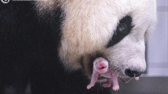 Kabar Gembira! Panda Raksasa Ai Bao Asal China Lahirkan Anak Keempat di Korsel
