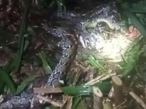 Perlawanan Terakhir Suami Saat Istri Tewas Ditelan Piton 7,8 Meter di Taliabu