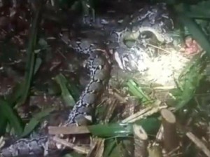 Elisabet Ditelan Piton, Suami Berjuang Namun Nyawanya Tak Tertolong