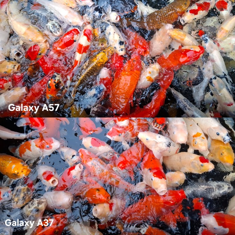 Perbandingan Foto Galaxy A37 vs A57