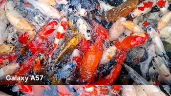 Kedua perangkat mampu mereproduksi warna merah, putih, dan oranye dengan baik. Galaxy A57 5G terlihat menghasilkan warna yang sedikit lebih kontras, sedangkan Galaxy A37 5G mempertahankan karakter warna yang lebih natural. Foto: Rizky Nur Amalia/detikINET