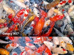Duel Kamera Galaxy A37 vs A57 5G: Mana Hasil Fotonya Lebih Oke?