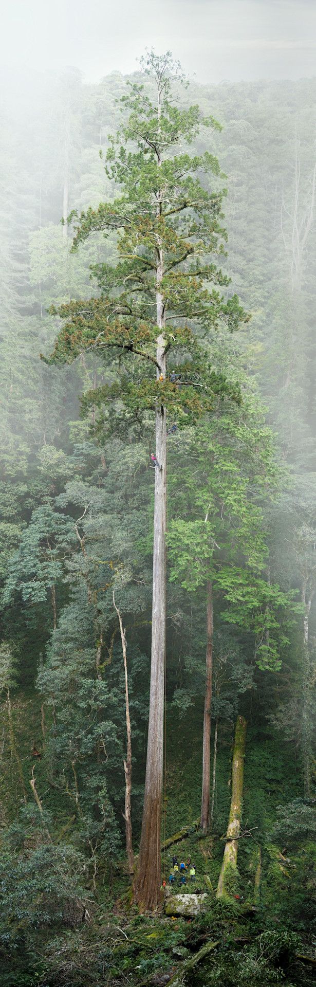 Pohon tertinggi di Asia 'Pedang Langit' yang mencapai 84,1 meter.