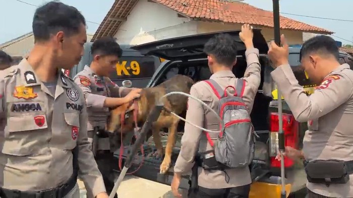 Polres Bogor bekerjasama Ditpolsatwa Mabes Polri dan menerjunkan tim anjing pelacak atau K9 lacak anjing pemburu babi di Jasinga Bogor