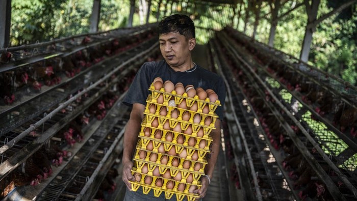 Peternak memanen telur ayam ras di sentra peternakan ayam petelur Desa Kalisidi, Ungaran Barat, Kabupaten Semarang, Jawa Tengah, Rabu (10/6/2026). Pemerintah mengambil sejumlah langkah untuk menstabilkan harga telur ayam ras yang tertekan akibat kelebihan pasokan dengan mengawal penerapan Harga Acuan Pembelian (HAP) telur di tingkat peternak sebesar Rp26.500 per kilogram, menyalurkan jagung melalui program Stabilisasi Pasokan dan Harga Pangan (SPHP) guna menjaga stabilitas harga pakan ternak, serta meningkatkan penyerapan produksi telur melalui Program Makan Bergizi Gratis (MBG) dengan frekuensi distribusi telur yang ditingkatkan menjadi tiga kali dalam sepekan. ANTARA FOTO/Aprillio Akbar/nz