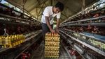 Produksi Telur Berlimpah, Peternak Hadapi Tantangan Harga