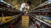 Pemerintah mengawal penerapan Harga Acuan Pembelian (HAP) sebesar Rp26.500 per kilogram guna melindungi peternak dari tekanan harga. ANTARA FOTO/Aprillio Akbar 