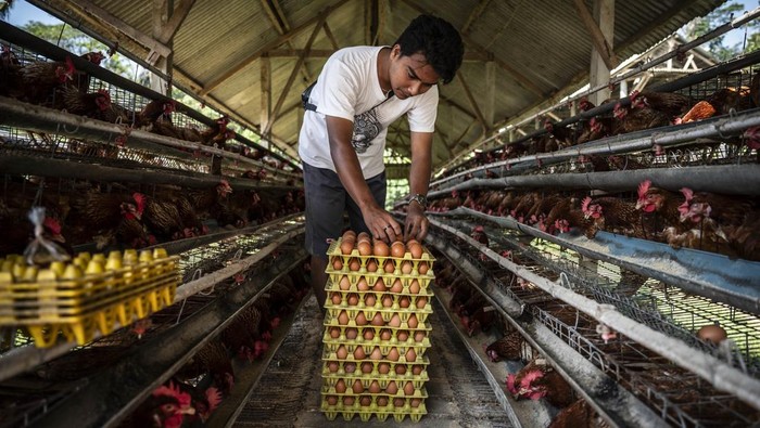Peternak memanen telur ayam ras di sentra peternakan ayam petelur Desa Kalisidi, Ungaran Barat, Kabupaten Semarang, Jawa Tengah, Rabu (10/6/2026). Pemerintah mengambil sejumlah langkah untuk menstabilkan harga telur ayam ras yang tertekan akibat kelebihan pasokan dengan mengawal penerapan Harga Acuan Pembelian (HAP) telur di tingkat peternak sebesar Rp26.500 per kilogram, menyalurkan jagung melalui program Stabilisasi Pasokan dan Harga Pangan (SPHP) guna menjaga stabilitas harga pakan ternak, serta meningkatkan penyerapan produksi telur melalui Program Makan Bergizi Gratis (MBG) dengan frekuensi distribusi telur yang ditingkatkan menjadi tiga kali dalam sepekan. ANTARA FOTO/Aprillio Akbar/nz