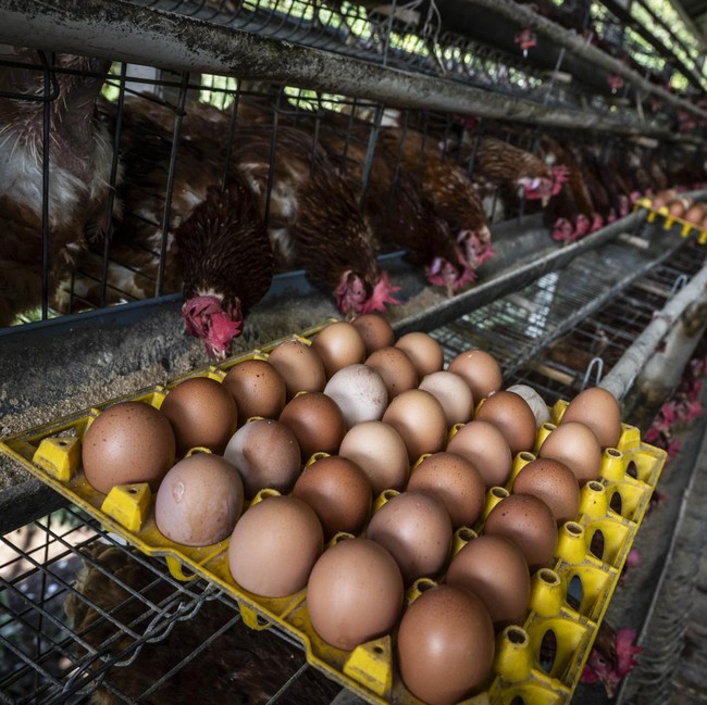 Produksi Telur Berlimpah, Peternak Hadapi Tantangan Harga