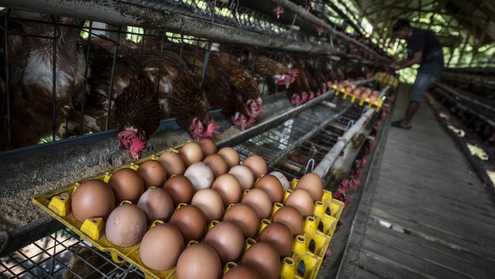 Peternak memanen telur ayam ras di sentra peternakan ayam petelur Desa Kalisidi, Ungaran Barat, Kabupaten Semarang, Jawa Tengah, Rabu (10/6/2026). Pemerintah mengambil sejumlah langkah untuk menstabilkan harga telur ayam ras yang tertekan akibat kelebihan pasokan dengan mengawal penerapan Harga Acuan Pembelian (HAP) telur di tingkat peternak sebesar Rp26.500 per kilogram, menyalurkan jagung melalui program Stabilisasi Pasokan dan Harga Pangan (SPHP) guna menjaga stabilitas harga pakan ternak, serta meningkatkan penyerapan produksi telur melalui Program Makan Bergizi Gratis (MBG) dengan frekuensi distribusi telur yang ditingkatkan menjadi tiga kali dalam sepekan. ANTARA FOTO/Aprillio Akbar/nz
