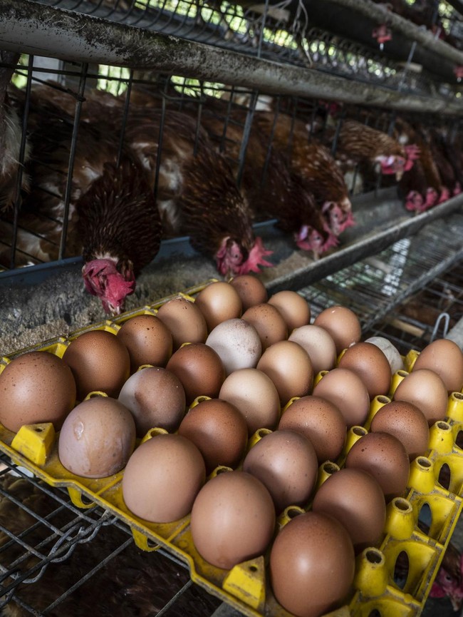 Produksi Telur Berlimpah, Peternak Hadapi Tantangan Harga
