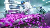 Selain teh mawar, bunga mawar juga dimanfaatkan sebagai bahan baku untuk berbagai produk lain seperti minyak esensial, bahan kosmetik, wewangian, hingga produk kesehatan. Diversifikasi produk tersebut mendorong pertumbuhan industri pengolahan dan memperkuat rantai pasok berbasis pertanian. VCG via Getty Images/VCG