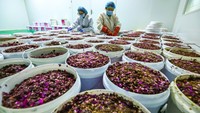 Industri pengolahan mawar mencakup berbagai kegiatan mulai dari penyortiran bahan baku, pengeringan, pengemasan hingga distribusi produk. Salah satu produk yang banyak dikembangkan adalah teh kuncup mawar yang memanfaatkan bunga pilihan untuk diolah menjadi minuman herbal. VCG via Getty Images/VCG