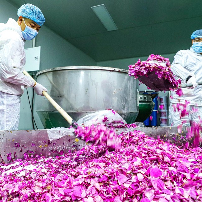 Industri Pengolahan Mawar Berkembang di Gansu