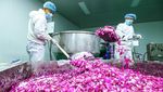 Industri Pengolahan Mawar Berkembang di Gansu