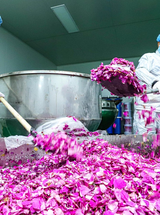 Industri Pengolahan Mawar Berkembang di Gansu
