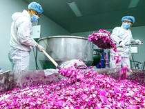 Industri Pengolahan Mawar Berkembang di Gansu