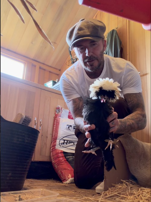 Slow living ala David Beckham.