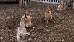 Slow Living ala David Beckham, Berkebun dan Cek Kandang Ayam