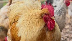 Slow Living ala David Beckham, Berkebun dan Cek Kandang Ayam
