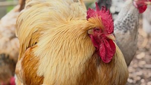 Ini salah satu ayam peliharaan David Beckham. Foto: Instagram @davidbeckham