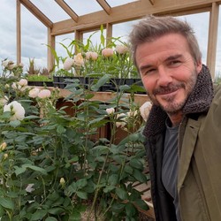 Slow Living ala David Beckham, Berkebun dan Cek Kandang Ayam